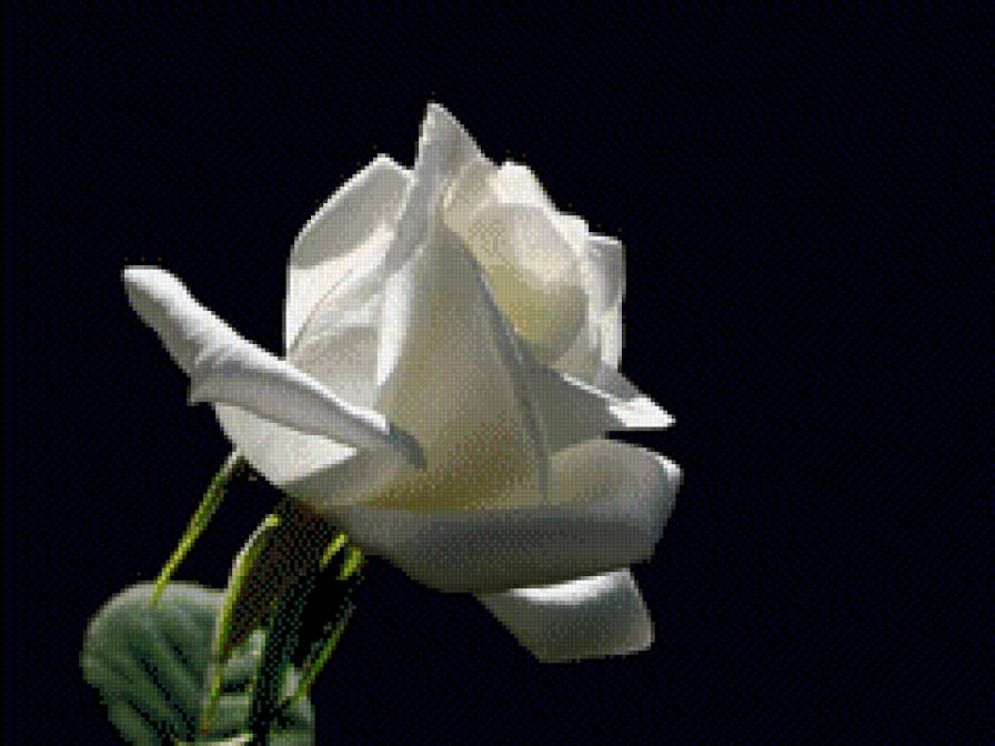 Цветок - предпросмотр