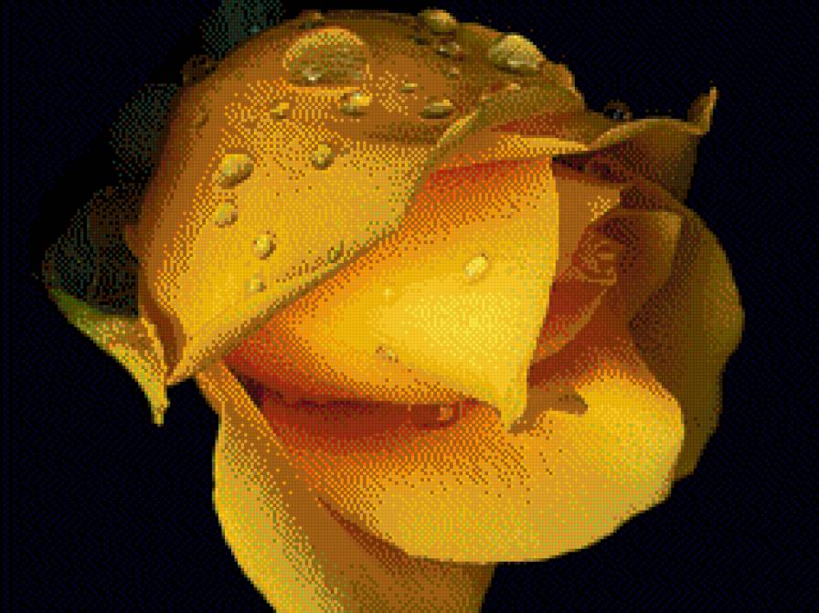 Желтая роза - предпросмотр