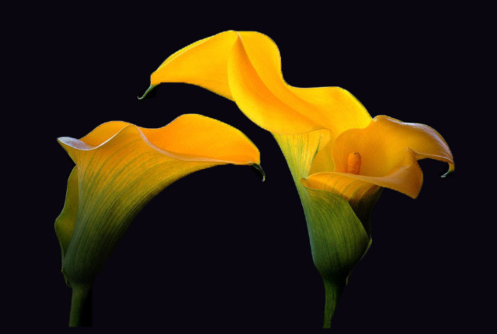 цветы - оригинал