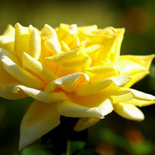 Схема вышивки «Цветок»