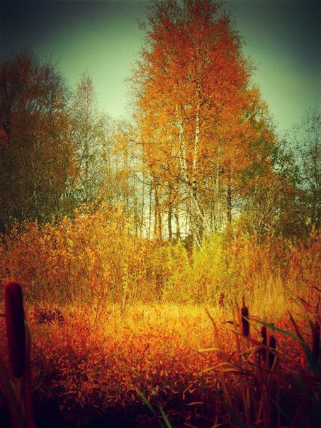 осень - лес, деревья, осень - оригинал