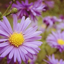 Схема вышивки «blossom»