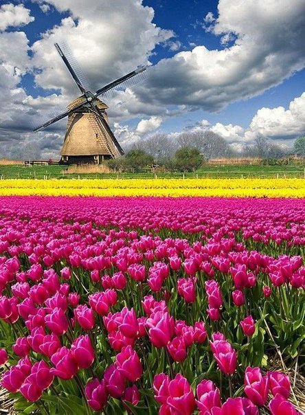 голландские тюльпаны - тюльпаны, мельница - оригинал