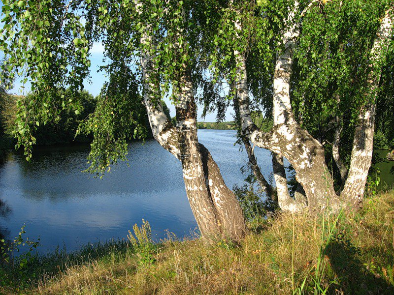 возле реки - пейзаж, природа. река - оригинал