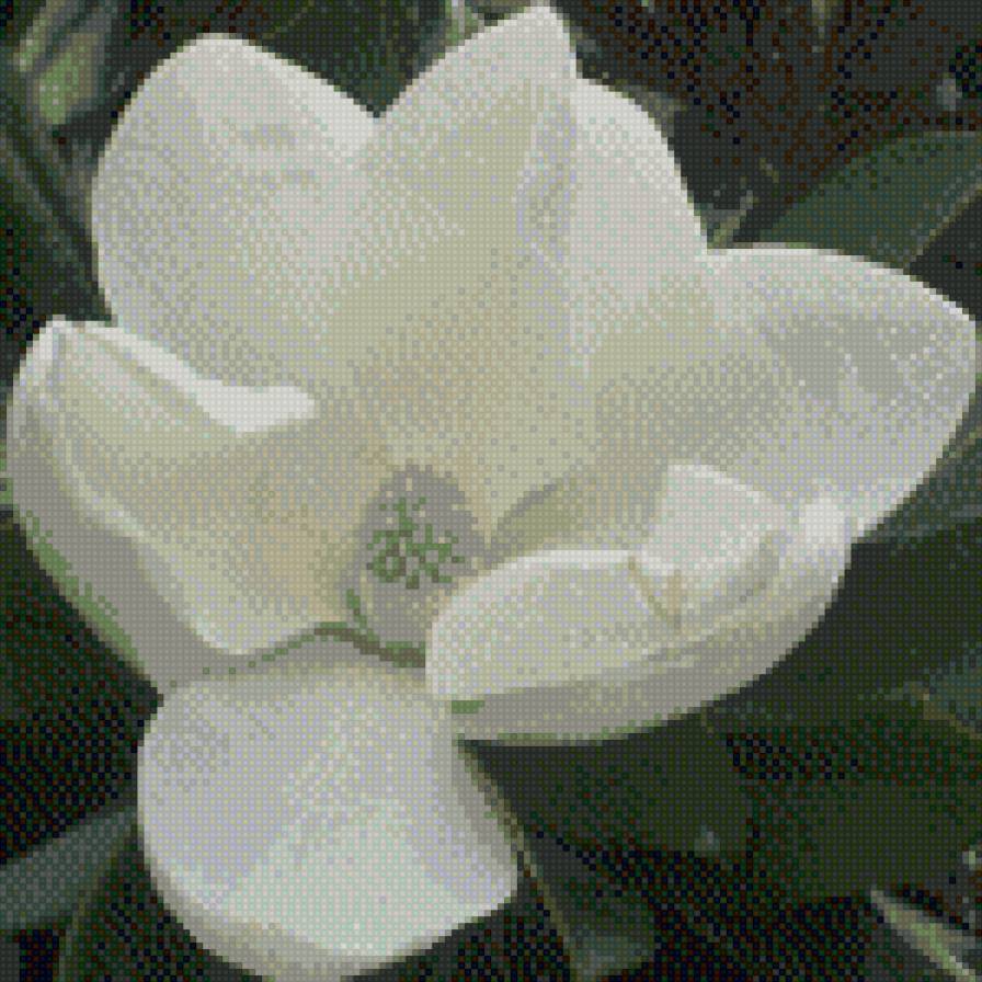 Магнолия - предпросмотр