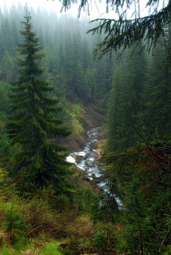 Тайга - река, природа. ели, пейзаж, лето - оригинал