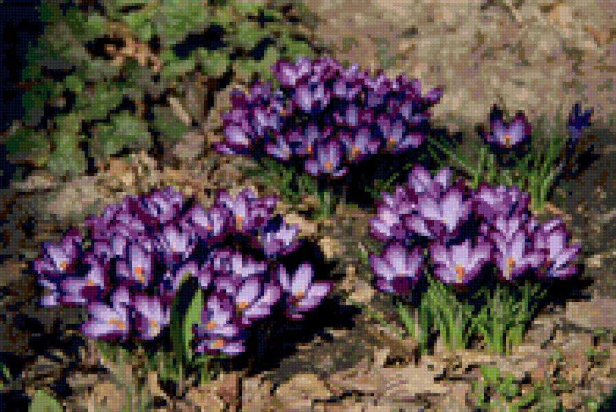 крокусы - весна, цветиы - предпросмотр