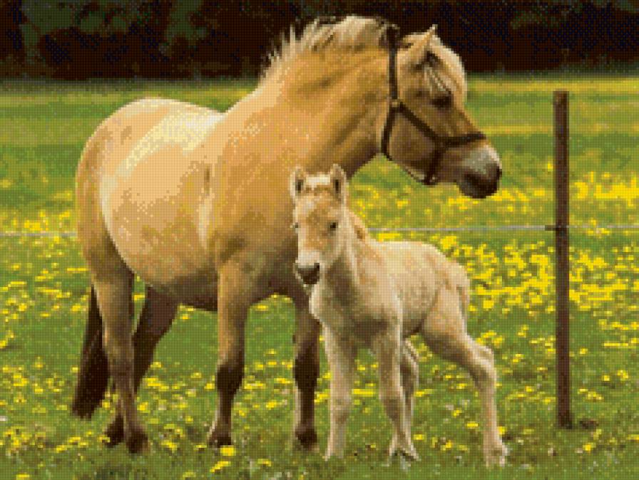Нежность - нежность, животные, материнство, лошади - предпросмотр