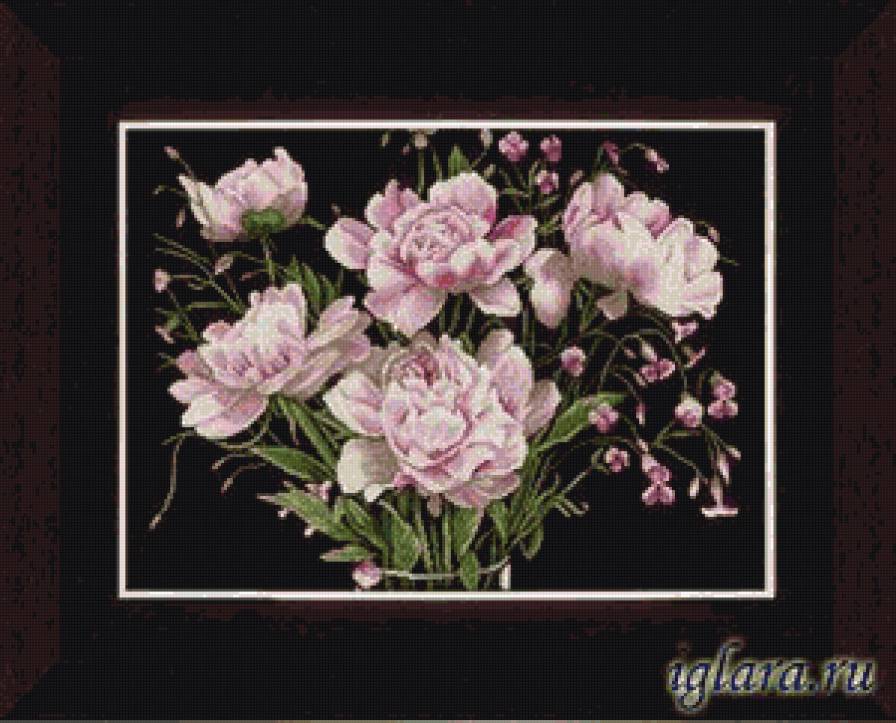 Пионы - цветы - предпросмотр