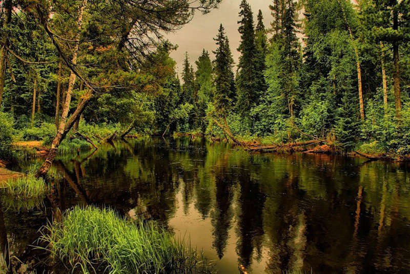 ели возле реки - река, пейзаж, природа. лето, ели - оригинал