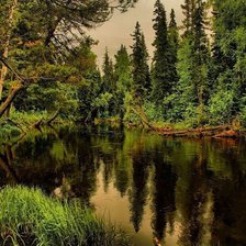 ели возле реки