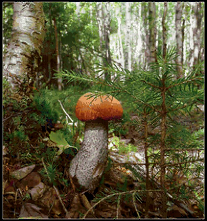 Грибочек - природа. грибы, осень - предпросмотр