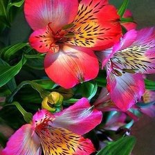 Схема вышивки «№890766»