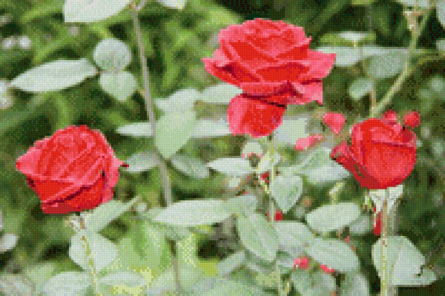 розочки - предпросмотр