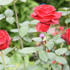 Схема вышивки «розочки»