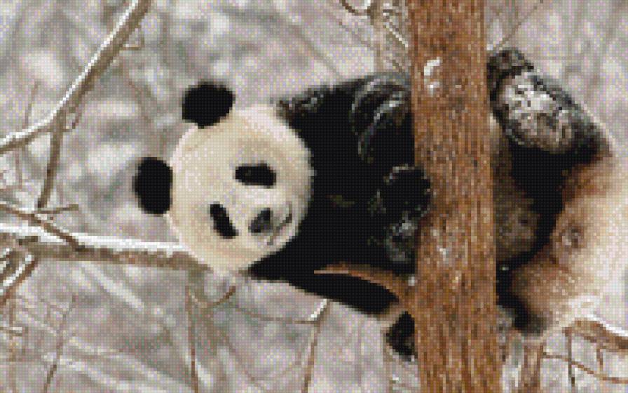 панда - животные - предпросмотр