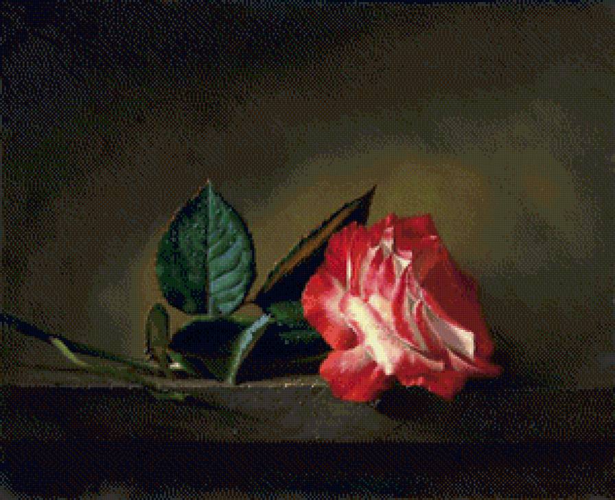 роза - роза - предпросмотр