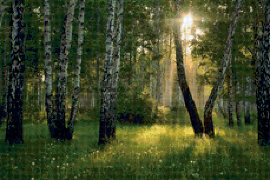 березовая роща - пейзаж. березы, лес. лето - предпросмотр