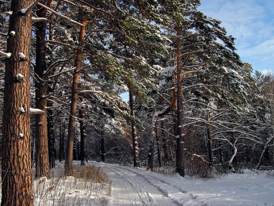 зимний лес - пейзаж, природа. зима, тропа, сосны - оригинал