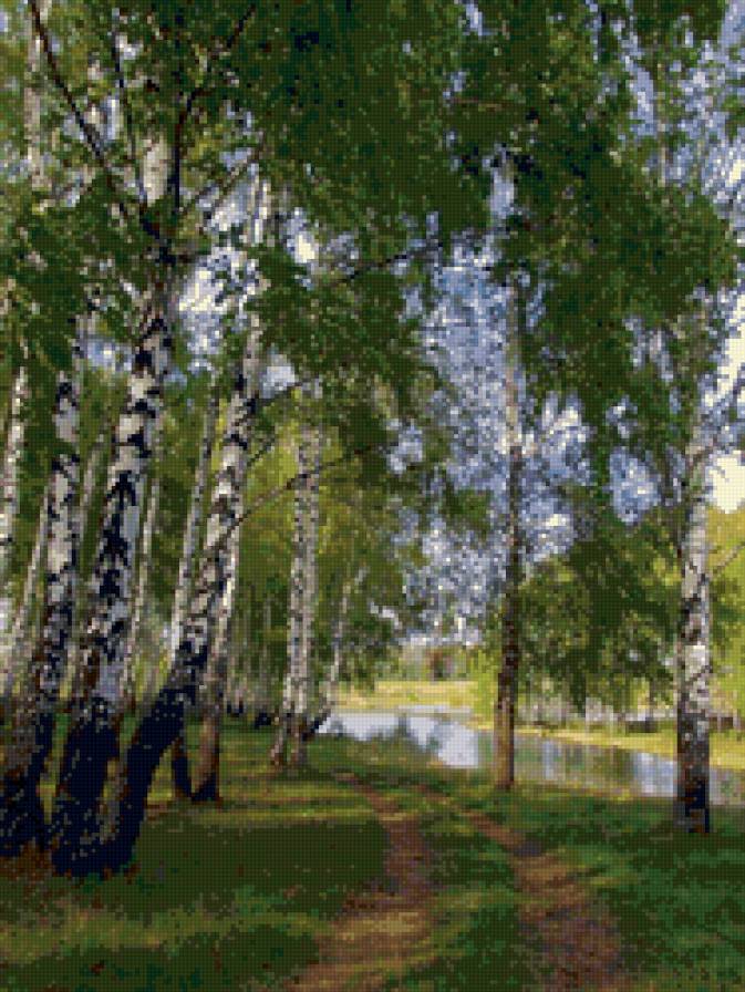 березовая роща - тропинка, березы, лес, пейзаж. природа. лето - предпросмотр