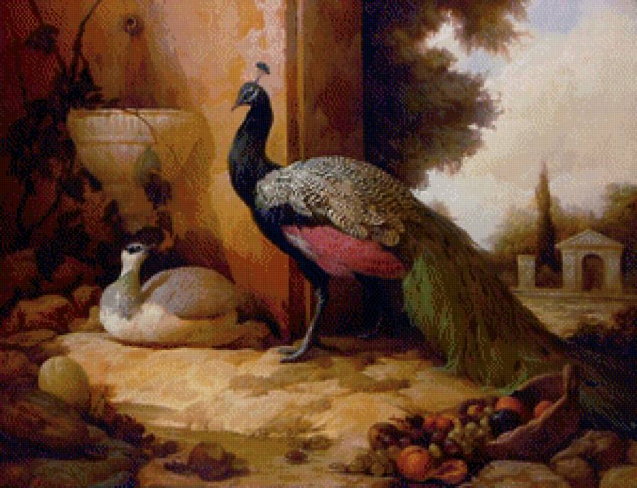 Павлины - природа, птицы - предпросмотр