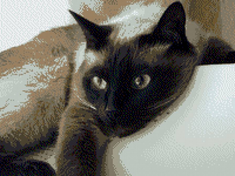 тайская кошка - кошки - предпросмотр