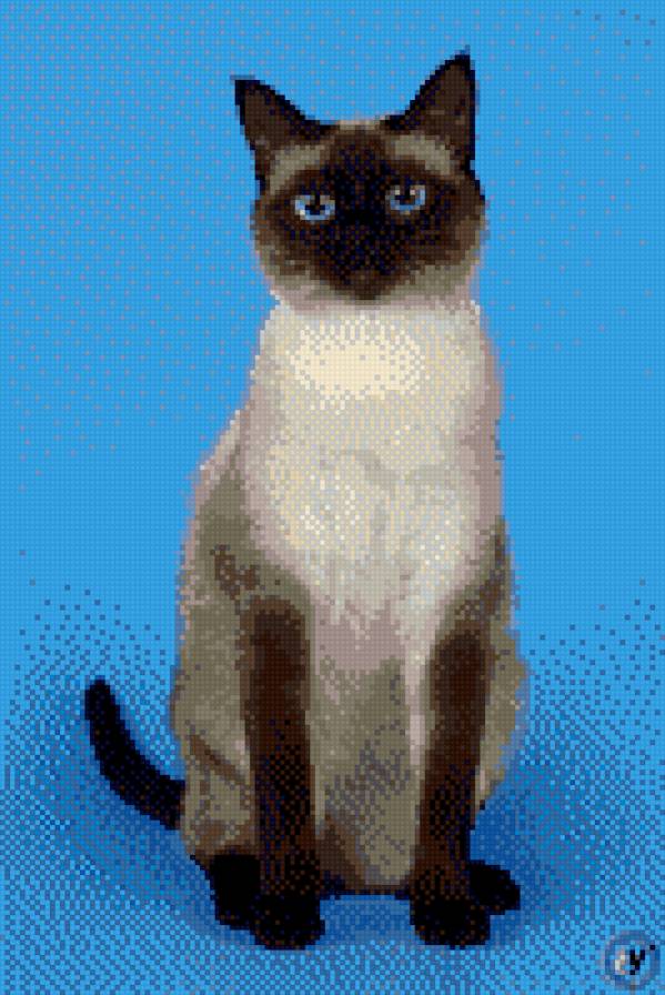 сиамская кошечка - сиамские кошки - предпросмотр