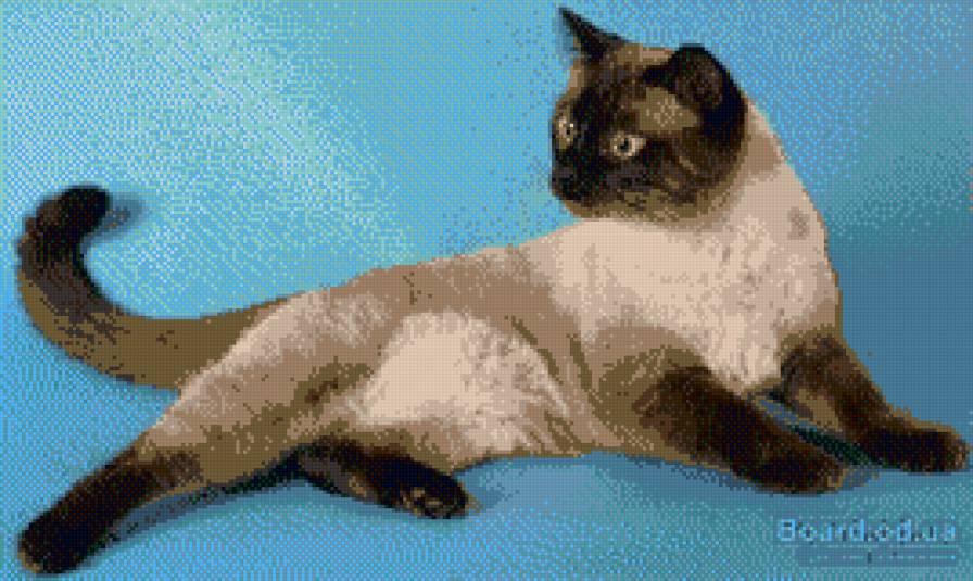 сиамская кошечка - кошки - предпросмотр