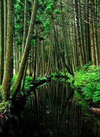 лес - озеро, лес, деревья - оригинал