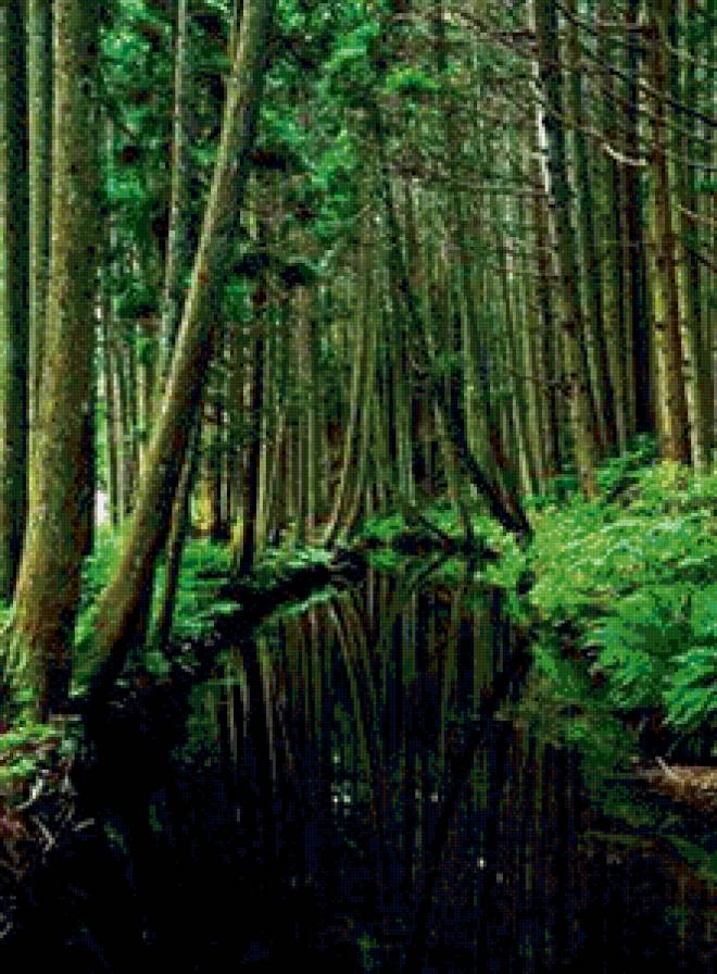 лес - деревья, озеро, лес - предпросмотр