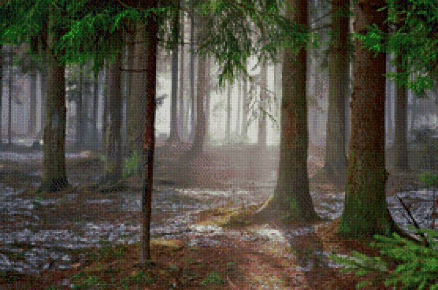 Солнце в весеннем лесу. - луч, весна, радость, солнце, лес - предпросмотр