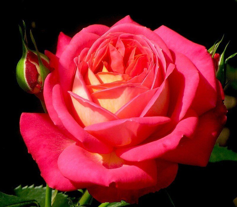 Солнечная роза. - роза, цветок - оригинал