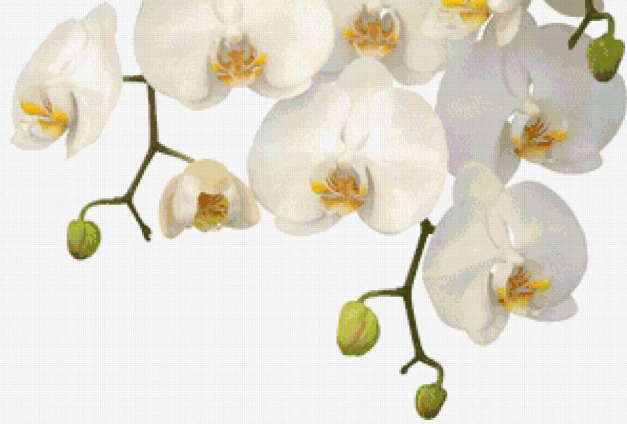 орх - предпросмотр