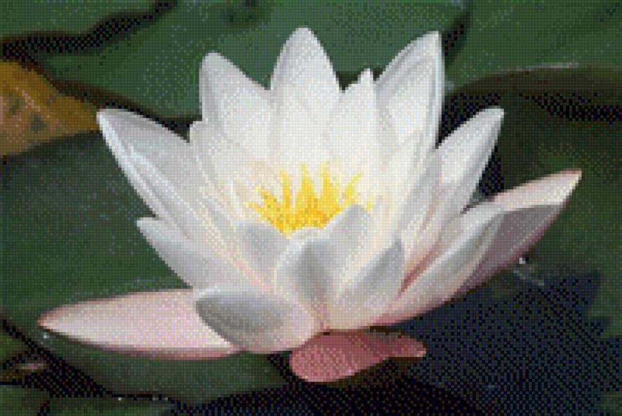 Квіти 2 - природа, квіти, рослини - предпросмотр