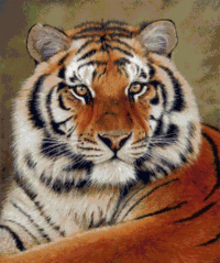 Тигр - тигр, кошки, животные - предпросмотр