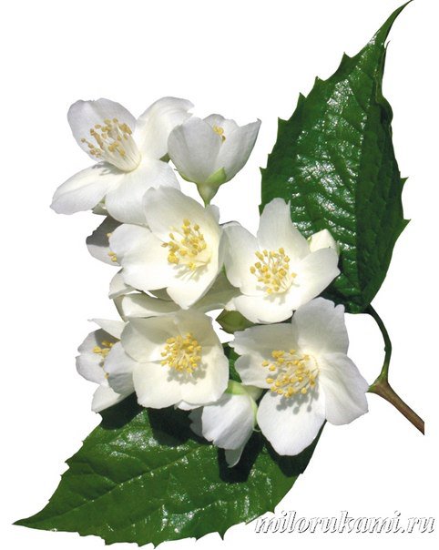 яблоневый цвет - оригинал