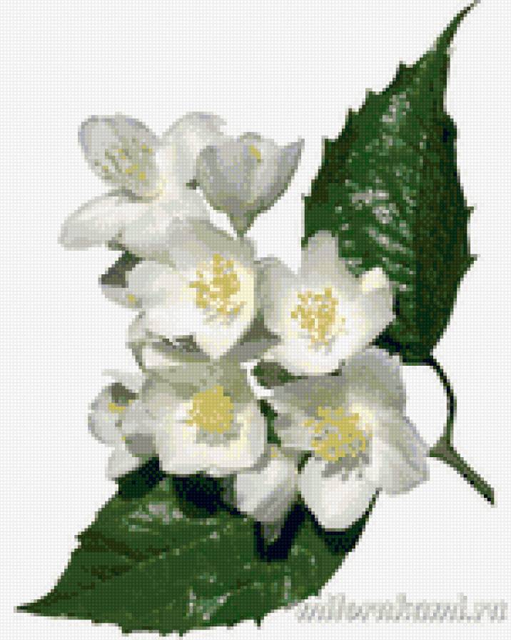 яблоневый цвет - предпросмотр