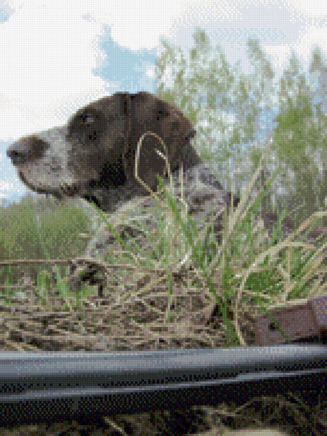 собака - природа, охота, собака - предпросмотр