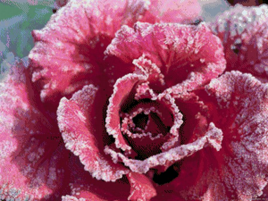 Снежная роза - розы - предпросмотр