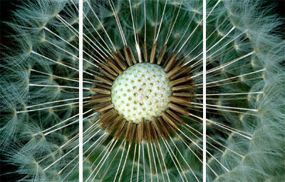 Одуванчик-1 - триптихи, цветы - оригинал