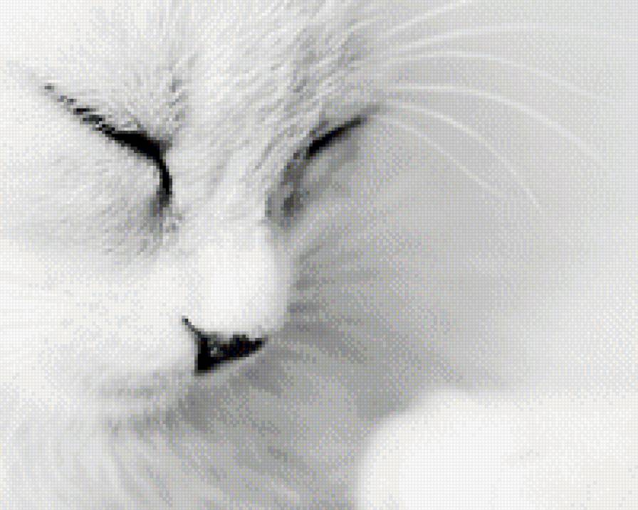 кошка - животные, кот - предпросмотр