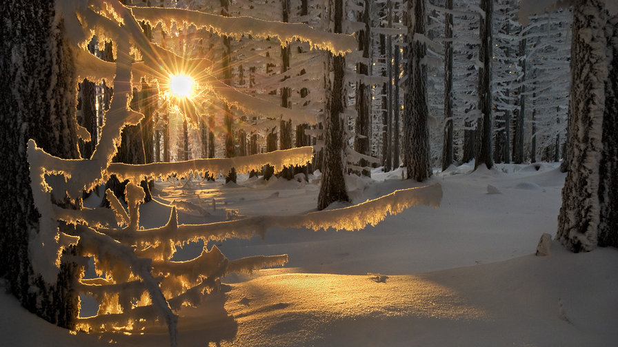 Зимний лес в лучах солнца - паейзаж, лес. солнце, природа. зима - оригинал