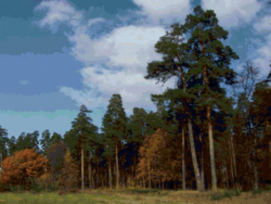 Сосны - природа. сосны, пейзаж - предпросмотр