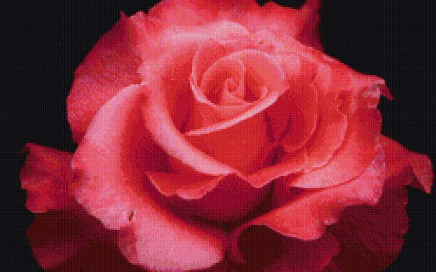 Роза  коралловая - предпросмотр