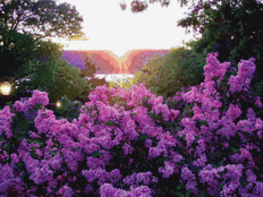 ситрень на восходе солнца - цветы. сирень - предпросмотр