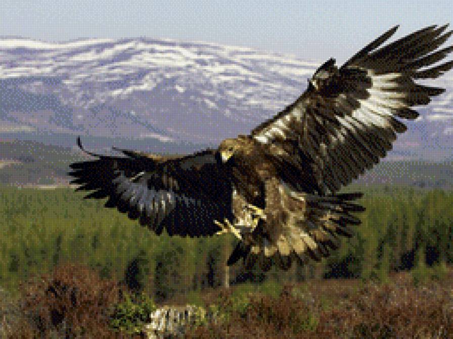 Орел - орел, природа., горы - предпросмотр