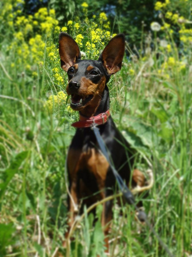 Бася - животные, собаки - оригинал