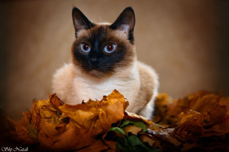 сиамская кошечка - сиамские кошки - оригинал