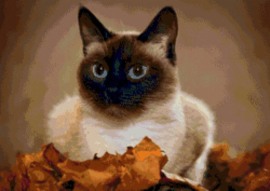 сиам - кошки - предпросмотр