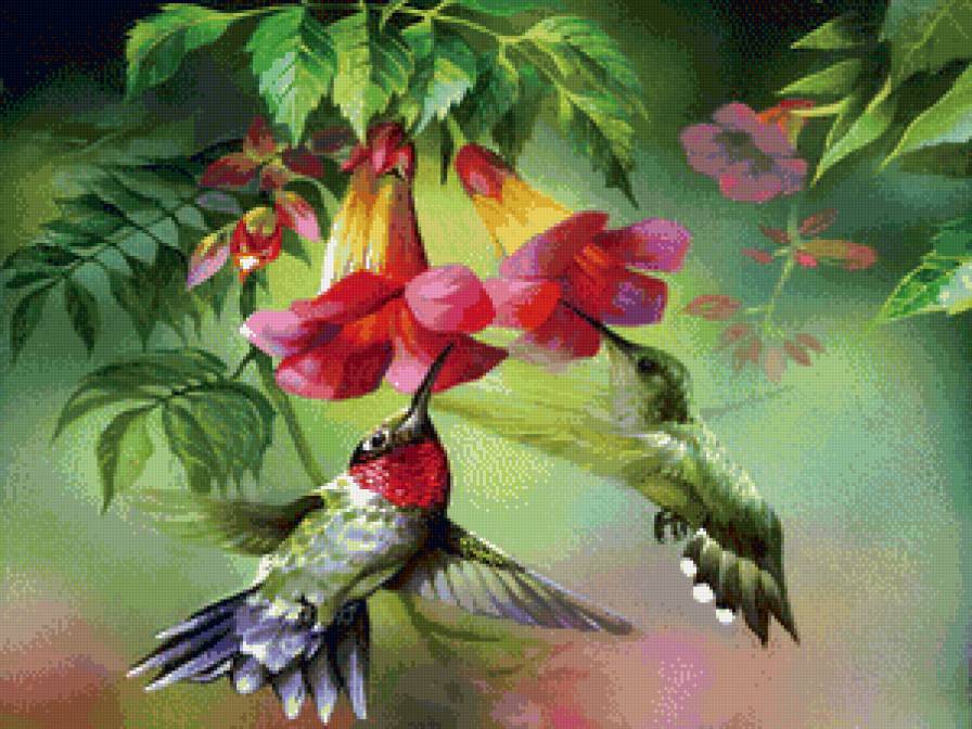Колибри - цветы., птицы - предпросмотр